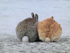 うさぎの楽園！大久野島♪２０１７～２日目～