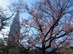 新宿御苑探訪　ハクモクレン満開　桜はちょっとまだ・・・