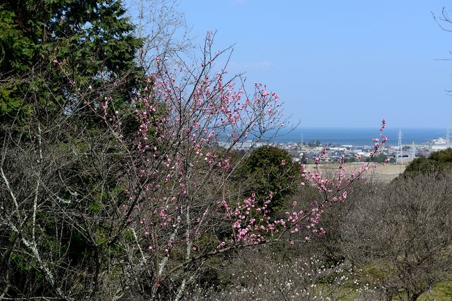 　梅の花を求め豊前市にある都市公園百選の天地山公園へ。<br />　しかし、梅は予想より少なく、口直しに静豊園へ河津桜を見に行くことになりました。