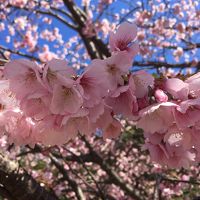 2017　Mar　河津桜と温泉を楽しむ春の旅