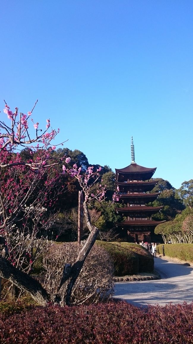 大好きな山口に、梅を見に行きました。<br /><br />高速道路で、広島から山口に行き、防府天満宮と瑠璃光寺の梅を鑑賞。<br />季節のお花を見るのが大好きなので、楽しめました！