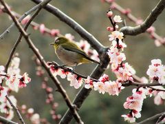 ひと目２万本！春らしい香りが漂う綾部山梅林