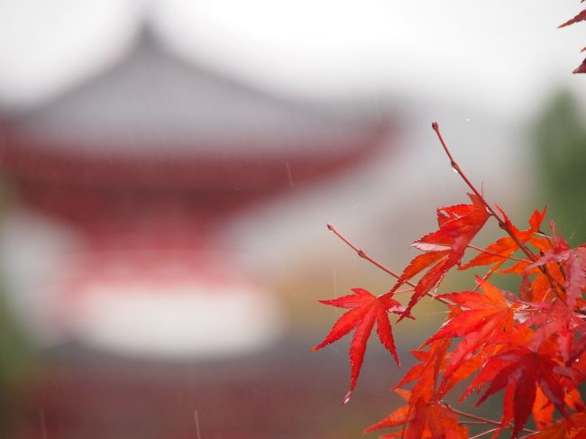 4日目は京都に移動します。紅葉も終盤ですが、嵐山ならまだ見ごろの場所もあるだろうということでそちらに向かいます。が、しかし天気はあいにくの雨。さすがに全行程、好天に恵まれるという枠にはいきませんでしたが雨に濡れる紅葉も風情があるものでした。