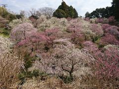 梅園に行って来ました