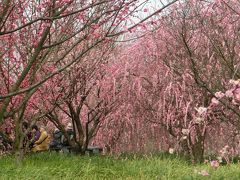 2017　梅の花散策アチコチ。　大阪　和泉市、リサイクル環境公園の枝垂れ梅満開です