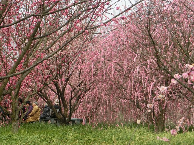 1月の末、もう梅の花咲いているのでは‥と‥花の文化園に行ってみました。<br />残念、まだほんのチラホラ。<br /><br />3月に入って、錦織公園の梅がいいですよ、とお聞きしたので‥<br />では、<br />ハイ、満開でした　(*^^*)　<br />でも‥何だか‥まだ‥スッとしない、しゅんは<br /><br />ご近所のお花の好きな方から、和泉市のリサイクル環境公園という所の枝垂れ梅が見事ですよ。<br />とお聞きして‥‥<br />早速、行ってきました。<br /><br />素晴らしい　~~**♪(^o^o)/**~~<br /><br />堪能　　しました　　＼（＾o＾）／　