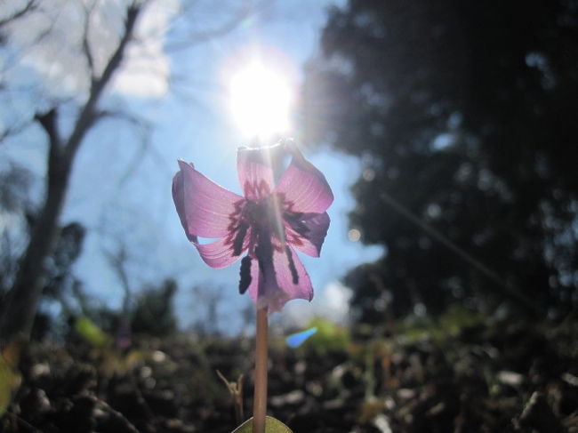 数年前に近所の花屋で偶然見つけたカタクリの花＜黄色＞<br />我が家の環境の悪い小さな庭では増えるわけでもなく花も葉も弱々しい。<br /><br />カタクリの芽が出始めると<br />小さい頃、北海道の戸井町でカタクリの花の群生を見た事を思い出す。<br /><br />調べてみると意外と近いとこで見ることが出来る。<br /><br />橋本駅からバスで15分程の<br />花守人　小林家の約3000平方の栗林の下は約30万株のカタクリの自生地。<br />公開は3月第2土曜日～4月第2日曜日。<br /><br /><br />