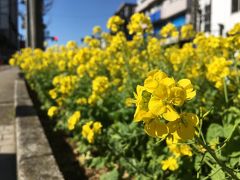 大人散歩　成田山　梅まつり