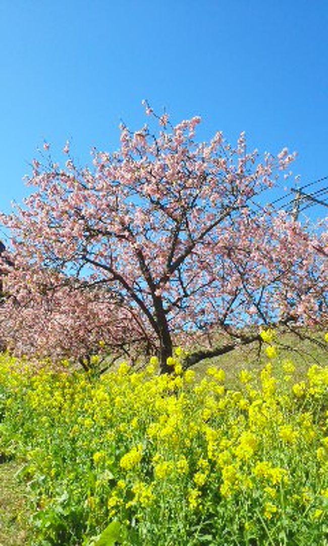 熱川温泉、下田温泉に泊まり、河津桜を見てきました。<br />今年は例年よりも10日早い開花でした。