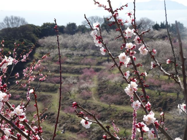 朝から良いお天気のこの日、思い切って「ひと目二万本」と言われる綾部山梅林に行ってきました。<br /><br />実は１週間ほど前に友人と行こうと計画したのですが、まだ満開ではないとのこと。梅は桜より花の数が少なくて満開前では寂しい印象があるとの認識があったので、場所を変更して京都に行ってきたのでした。<br /><br />この日、朝起きた時は薄曇り・・遠いし、一人じゃ寂しいし・・と思っていたのですが、次第に青空が広がり始めると我慢できず、H.Pで「山全体が満開見頃」との情報を確認すると最低限の家事を３０分で片付けて（いつもはタラタラしてるけど、やったらできるじゃないですかぁ）、家を飛び出しました！