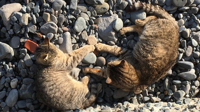 ご訪問ありがとうございます。<br /><br />この頃よく話題になる「ねこ島」の一つ、福岡県新宮町の相島。<br />前回福岡へ行ったときは大雨であえなく断念。今回福岡での所用に合わせてようやく行くことができました(^ ^)<br /><br />島からは海の向こうに福岡市内の高層ビルも見えるほどの距離ですが、交通はなかなか不便。新宮町の渡船場は鉄道駅からけっこう離れていますし、渡船の便数も少なく、夏でも1日6便、冬（10月から3月）は1日5便しかありません。<br />でもそのおかげでしょうか、島はかなりののんびりムード。車の往来もとても少なくて、のんびり身体を伸ばして寝転ぶネコさんが多かったです。<br /><br />☆相島では餌はあげないでくださいとのことです。<br />☆島内に漁協のお店がひとつと、食堂（わたしは行きませんでしたが、魚料理がおいしくて安いらしい）が一軒あります。<br />☆本土側の渡船場周辺には（たぶん数百メートルの範囲を含めても）全く商店がありませんので、買い出しは駅周辺で。JR福工大駅にロッカーとコンビニ、駅の近くにはスーパーと100円ショップがあります。