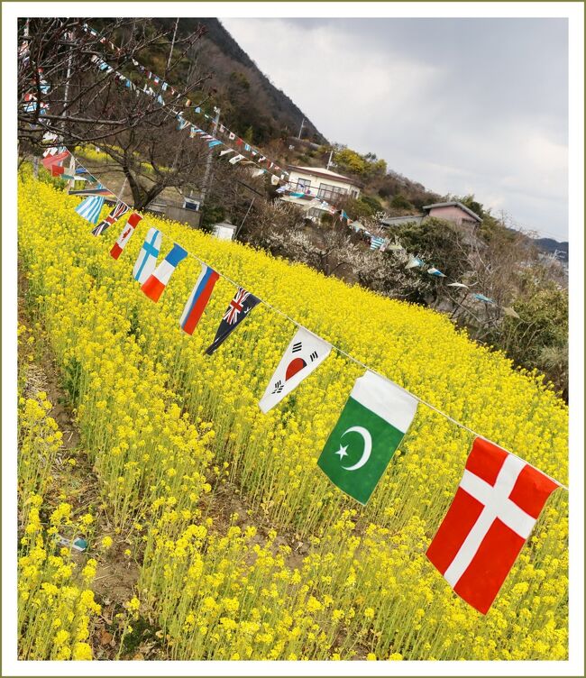 ■青い海と瀬戸内の島々を背景に30万本の菜の花が一面に咲き誇っていました。<br />　<br />【　手記　】<br />　福山市田尻町の菜の花畑＆明王院訪問記です。この日も自宅から１００kmくらいの距離なので、相棒はホンダの軽ディーバくんです。田尻町では菜の花が満開でした！すっかり春になりました。<br /><br />▽田尻町の菜の花畑／広島県福山市田尻町<br />　3月初旬福山市田尻町では菜の花が一斉に咲き始め、春の訪れを告げます。なだらかな斜面の菜の花畑はジュウタンを敷き詰めたようです。<br />　青い海と瀬戸内海の島々を背景に30万本の菜の花が一面に咲き誇っています。<br /><br />▽春の風物詩・菜の花<br />　菜の花は黄色が鮮やかでアブラナ科の花です。 空き地や畑・河川敷などで見られることが多いです。 花びらは4枚ついていて十字の形をしています。<br />　菜の花の最盛期は2～5月で、春のイメージの強い花で、菜の花の花畑などは春の風物詩としても知られています。<br />　菜の花学・・・野菜（菜っ葉）の花という意味から「菜の花」になりました。おひたしや和え物（あえもの）として食べられます。<br />　菜の花は、春によく見かける黄色い花の総称として使われますが、ふつう見かけるのは「西洋油菜（せいようあぶらな）」なので「西洋油菜」のことを「菜の花」と呼ぶことが多いです。種子から菜種油（なたねあぶら）がとれます。<br />　菜の花の花言葉・・・花言葉は全部で5つあり、快活、明るさ、小さな幸せ、豊かさ、快活な愛、です。<br />　あたたかい春の日差しを浴びて元気いっぱいに畑に育つ菜の花は、日本の春を代表する花としてもとても親しまれています。どれも菜の花の明るい色の様に前向きで明るい言葉です。<br /><br />▽鞆の浦／広島県福山市鞆町鞆<br />　瀬戸内海の中心にある鞆の浦は、1931年にいち早く｢瀬戸内海国立公園｣に指定された美しい自然の残る場所です。また、宮崎駿監督の｢崖の上のポニョ｣のロケ地として有名になりました。<br />　鞆の浦は万葉の時代より潮待ち・風待ちの港として人々が行き交い、独特の文化を育み継承し栄えてきました。また紺碧の海には緑の島々が浮かび、かつて訪れた朝鮮通信使が｢日東第一形勝｣と日本で一番美しい景色と絶賛した名所でもあります。<br />　現在も残る多くの歴史的文化遺産は、海の道によって鞆にもたらされ、大切な港を守る江戸時代の港湾施設、常夜燈・雁木・波止・焚場跡・船番所跡の5点セットが日本では唯一鞆港にだけ残っています。<br /><br />▽明王院／広島県福山市草戸町<br />　鎌倉時代末期に再建された本堂と南北朝時代初期に建築された五重塔が、共に国宝に指定されている明王院。<br />　本堂は折衷様式の建物として国内最古、本堂の建立は、昭和37・38年(1962・1963)に実施された解体修理により、内陣蟇股に墨書が発見され、鎌倉時代の元応3年(1321)の建立であることがわかりました。<br />　さらに現本堂の下に、本堂の前身と推定される掘立柱穴が点在する事が、発掘調査によって確認されています。<br />　五重塔は貞和4年(1348)住持頼秀のとき、一文勧進の少資を積んで造られたことが、伏鉢の陰刻銘からわかっています。本塔の心柱が一層の天井で止まっており、全国的にも珍しい例です。手法も雄大で、南北朝時代の代表的和様建築です。<br />