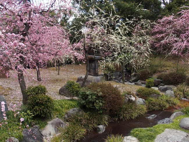 京都の梅を見てきました<br />北野天満宮が有名かと思いますが、城南宮、梅宮大社も庭園がとても素敵なところでした<br /><br />城南宮　Ｐ200台無料　名神高速道路京都南ＩＣ南100ｍ<br />神苑600円(団体500円)9-16：30(受付16：00まで)<br />しだれ梅と椿まつり2017.2.18-3.22<br />五社めぐり四神の色紙：色紙初穂料1000円朱印料各300円<br /><br />梅宮大社　Ｐ無料(15台くらい)<br />神苑大人550円小人350円(団体20名以上大人450円小人300円)<br />開門：９時～閉門：１７時<br />