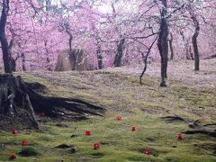 京都　圧巻の枝垂れ梅を伏見城南宮で観梅