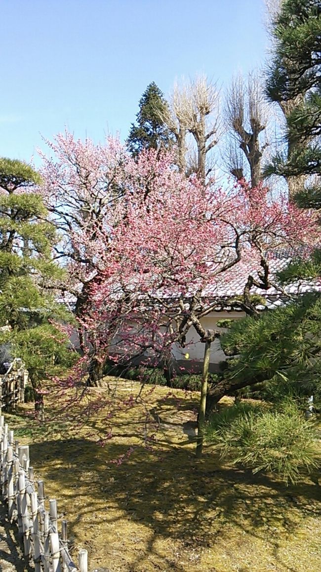 　ご覧戴きましてありがとうございます。<br />　2017年２月18日の土曜日から2017年３月31日の金曜日までの間、茨城県水戸市では「水戸の梅まつり」というイベントが開催されています。<br />　このイベント、日本三名園の１つである偕楽園と江戸時代に水戸藩の藩校として活用されていた弘道館というところで植えられている梅の花を楽しむというもので、例年２月・３月に開催されています。<br />　今回は2017年３月12日の日曜日にその「水戸の梅まつり」を見に行った様子をご覧戴くこととし、前編では偕楽園で梅を観覧した時の様子を中心に紹介しました。後編では弘道館の桜を観覧した時の様子を中心に紹介します。<br />