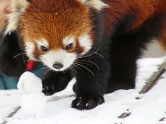 初・山口福岡レッサーパンダ遠征はこの冬最大の寒波到来（９）到津の森公園動物園：体重測定と朝ごはんタイムが見られたリンリンくん・野風ちゃん・笑笑（クスクス）坊ちゃん＆展示が工夫された草原の世界と林床の世界の動物たち