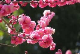 2017春、佐布里池の梅林(2/8)：佐布里梅、南高梅、八重咲の紅梅、佐布里池
