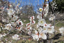 2017春、佐布里池の梅林(3/8)：青軸、佐布里梅、白加賀梅、八重咲の紅梅