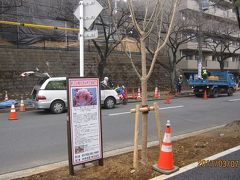 たまプラーザ駅前桜並木再生計画⑤　2017年3月7日の作業状況