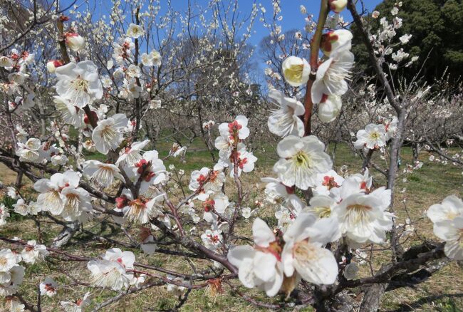 佐布里池の梅林の紹介です。桜の季節に代わってきましたので、コメントなしでの、とりあえず写真だけの紹介です。