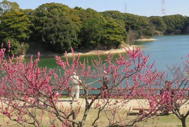 2017春、佐布里池の梅林(4/8)：佐布里池、山茶花、記念植樹の紅梅、淋子梅、世界の図