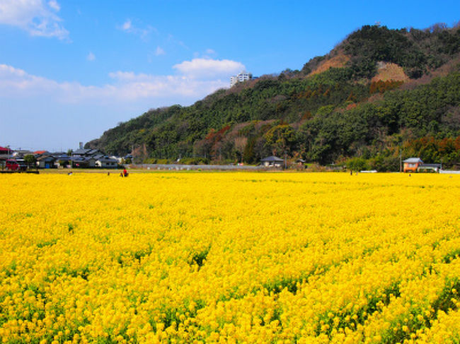 ファームステーションバサロの横の畑で菜の花が見ごろになっており、見に行ってきました。<br />そのあとにはパワースポットとTVで何度か見たことがある香山昇龍大観音により、<br />Zelkova Coffeeでゆっくりして帰ってきました。<br />春にピッタリののんびりとしたお出かけになりました。