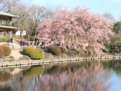新宿御苑の桜ウォッチング：早春に咲く桜♪