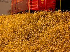 早春の伊予灘・西伊予地方を巡る旅 ～伊予灘の「菜の花街道」からの夕日を見に訪れてみた～