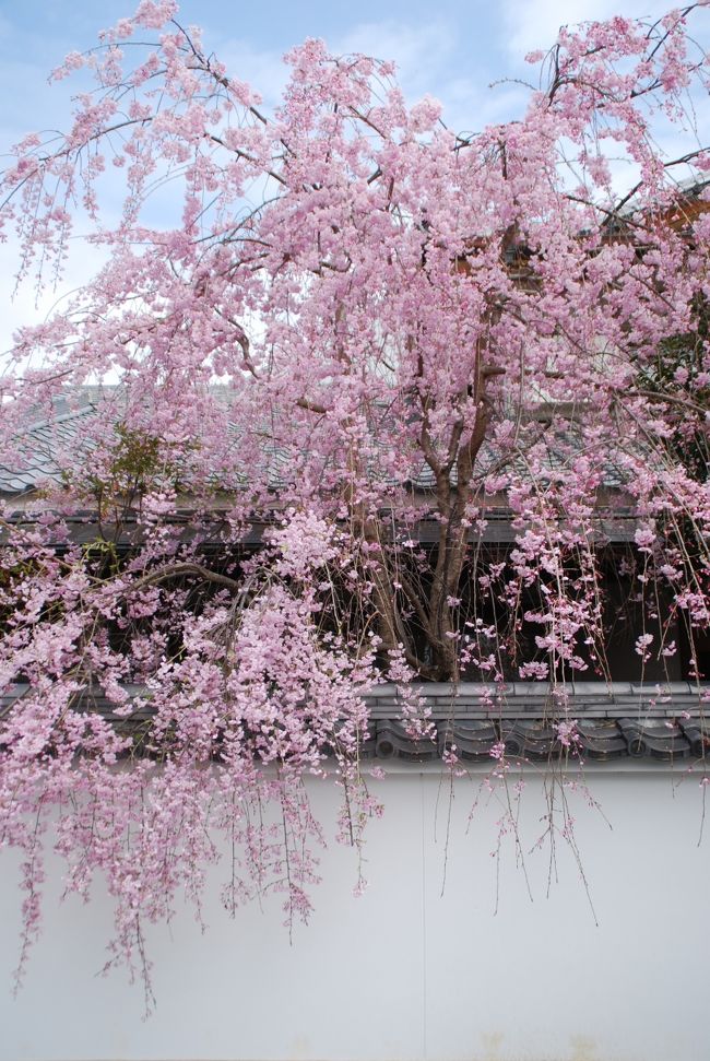 京都で毎年お花見をする様になって<br />今年（2017年）で12年目になります。<br /><br />来月お花見に向かうにあたり<br />一昨年のお花見の旅行記が途中だったのが<br />気にかかったため、慌ててのアップです。<br />