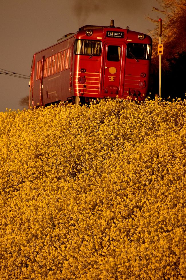 早春の愛媛（伊予灘・西伊予地方）を巡るローカル列車の旅を満喫してきました。<br /><br />--<br />早春の伊予灘・西伊予地方を巡る旅 ～笑顔の絶えない観光列車「伊予灘ものがたり号」に乗ってo(*^▽^*)o～<br />http://4travel.jp/travelogue/11221090<br /><br />早春の伊予灘・西伊予地方を巡る旅 ～黄色い春色の風景を探しに、大洲城～西予・法華津峠に訪れてみた～<br />http://4travel.jp/travelogue/11221835<br /><br />早春の伊予灘・西伊予地方を巡る旅 ～黄色い春色の風景に包まれた、伊予灘の「菜の花街道」に訪れてみた～<br />http://4travel.jp/travelogue/11223229<br /><br />早春の伊予灘・西伊予地方を巡る旅 ～伊予灘の「菜の花街道」からの夕日を見に訪れてみた～<br />http://4travel.jp/travelogue/11223359<br />--<br /><br />早春のJR予讃線（愛ある伊予灘線）沿線に広がる、満開の菜の花に包まれた伊予灘沿いを走る「夕やけこやけライン」（国道378号線）からの夕焼け風景を見に訪れてみました。