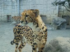 奥多摩の旅～高尾山＆高尾山ミュージアム＆多摩動物園～