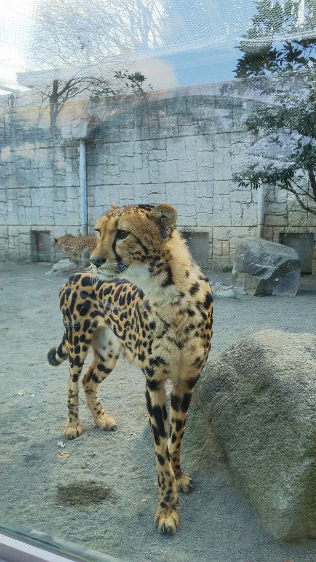 諸般の事情により,東京近郊の旅が続きます。<br />せっかく東京にきたなら！チーター動物園めぐり。<br />その前に，ファミリーで高尾山も行けてラッキーでした。