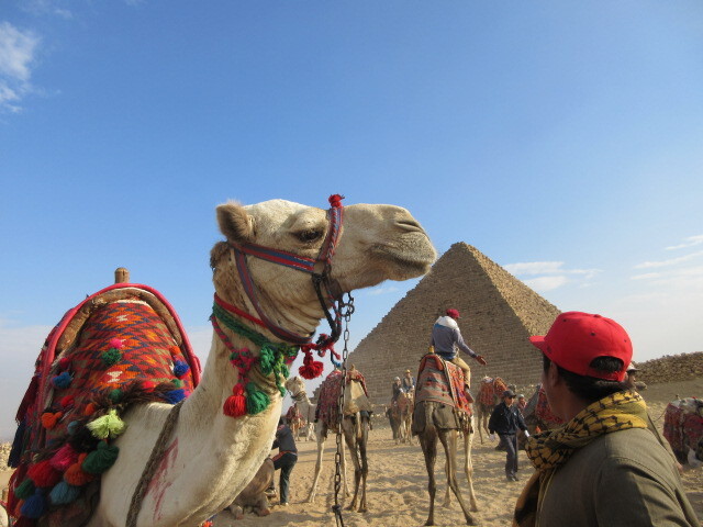 サッカラのイムホテフ博物館ー世界最古の階段ピラミッドを見学し、<br /><br />らくだに乗って古代エジプトを代表するギザの３大ピラミッドと<br /><br />スフインクス・河岸神殿を訪問しました。<br /><br />
