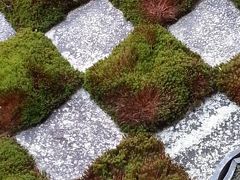 ついでに半日観光　東福寺　庭園巡り