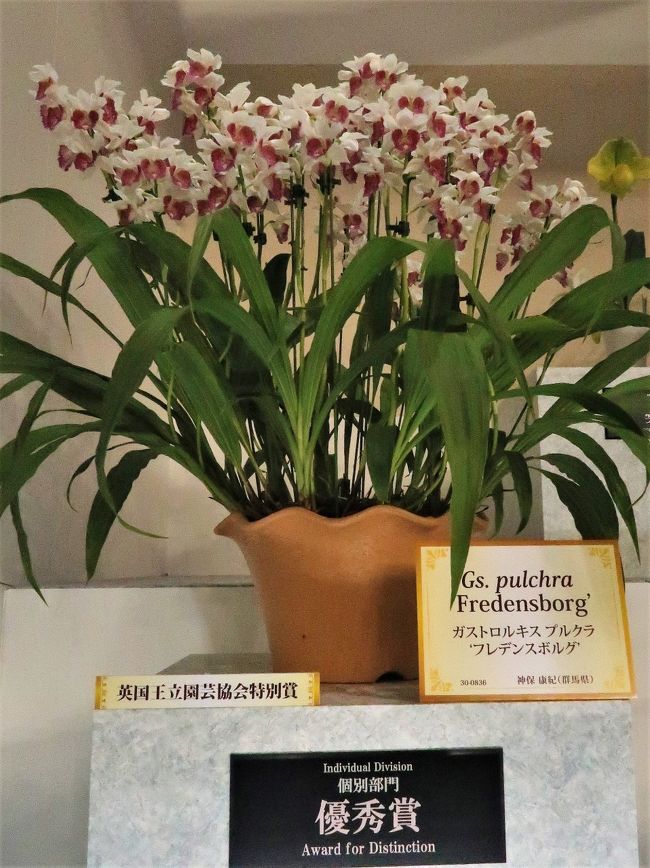 <br />世界らん展日本大賞　Japan Grand Prix・蘭・International Orchid Festival（略称; JGP、以下「世界らん展」）は、日本における代表的な大規模国際蘭展。<br />第1回が1991年に開催されて以来、毎年1回、2月中旬から下旬（3月初旬までの場合もある）の7&#12316;9日間、東京都文京区の東京ドームで開催される。<br /> 展示には洋蘭、東洋蘭（シュンラン、カンラン等）、日本の蘭（エビネ、セッコク等）など、様々なラン科植物が世界約20ヶ国から約3000種10万株集まる。また会場内には約150店の販売ブースが設けられ、蘭の苗、切花、栽培用素材・器具、書籍、蘭をモチーフとした雑貨、工芸品、化粧品、菓子などが販売される。<br />全6部門に分けて作品を審査し、賞金総額は 1084万円である。各部門の概要は以下の通り。<br />【部門1】個別審査部門<br />洋蘭、東洋蘭、日本の蘭など、あらゆる蘭を対象に花そのものを審査。形態は、鉢物、切り花、葉芸物。この部門の最優秀賞が「日本大賞」となる。<br />選出法：全出品作品を41のカテゴリーに分類してリボン審査を実施。リボン審査でブルーリボン賞（各カテゴリーでの第1席）に選出された41作品がトロフィー賞を受賞。この41作品を対象に部門賞18作品（日本大賞1・優秀賞1・優良賞1・奨励賞15）が選出される。<br />賞金：日本大賞200万円［副賞：メルセデス・ベンツ（ヤナセ提供）］、優秀賞50万円、優良賞20万円、　奨励賞3万円　（部門総額315万円）<br />【部門2】フレグランス審査部門[<br />洋蘭、東洋蘭、日本の蘭などあらゆる蘭の香りを対象に審査。形態は、鉢物及び切り花。<br />【部門3】ディスプレイ審査部門<br />【部門4】フラワーデザイン審査部門<br />蘭を主たる素材としてデザインされたフラワーデザイン作品を「ディスプレイデザイン」「インテリアアレンジメント」「ブーケ」に分類し、審査する部門。<br />【部門5】アート審査部門 <br />蘭を題材、素材にした美術工芸品を「絵画」「ボタニカルアート」「写真」「アートフラワー」「プリザーブドフラワー」「押し花・ドライフラワー」「各種工芸」に分類し、審査する部門（生花使用不可）。<br />【部門6】ミニチュアディスプレイ審査部門<br />蘭の鉢花と他の植物、オーナメント（装飾品）などの混合寄せ植えを審査する部門。<br />一般公開　2017年2月11日（土）&#12316;2月17日（金）　（7日間）<br />（フリー百科事典『ウィキペディア（Wikipedia）』より引用）<br /><br />世界らん展日本大賞　については・・<br />http://www.jgpweb.com/outline/<br />