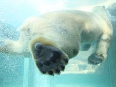 春の動物園まつり前の日本平動物園レッサーパンダ日帰り遠征（３）猛獣館299の猛獣達～豪快な遊びを続けていたホッキョクグマのロッシーくんと同居中の美しきバニラちゃん＆食事タイムのアジアゾウほか大型草食動物