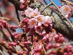 待ちに待った地蔵院の枝垂桜が開花しました