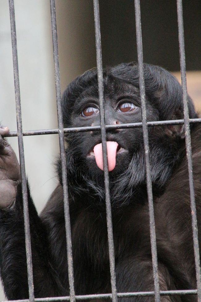 ヒゲサキという面白い外観のサルを知ったのは、ここ日本平動物園の動物ポスター選挙の写真からでした。<br />おでこがはれ上がった、宇宙人か怪物のような顔に、こんなサルもいるんだと驚きました。<br /><br />関連の旅行記（2016年９月３日）<br />「静岡・日本平動物園で開園から夜の動物園まで正味８時間（１）前泊・アクセス・ちょっぴりグルメからリオ・オリンピック記念の南米動物選挙や夜の動物園の様子まで」<br />http://4travel.jp/travelogue/11166780<br /><br />今回は、ぜひ昼間外に出ているマレーバクに会いたかったので、その先にある小型サルも見に行くことができました。<br />そして初めて本物のヒゲサキをまともに見ました。<br />違う意味で驚きました。<br />どこか人間っぽい顔付きをしたヒゲサキは、大きなくりくりの目をして、顔立ちは整っていて、写真ではぎょっとしたおでこの大きさは実物ではさほど気にならず、思った以上に可愛らしかったのです。<br />そのつぶらな瞳と、舌をぺろっとしたしぐさに魅了されました。<br />本物と写真から受ける印象の違いを、もろに感じました。<br />もっとも、ポスター選挙の子とは違う子だったろうと思います。<br /><br />マレーバクの方は、15時前くらいならまだ屋外展示場で見られるだろうと思ったのですが、あいにく屋内にいました。遅かったようです。<br />あるいは本日は屋外展示をしていなかったのでしょうか。<br />でも、ぴうっ、ぴうっと甲高い声が鳴いていたので、口元がよく動いていて、面白かったです。<br />ちなみに、この日より２日後の３月７日（火）からバク舎の工事のためマレーバクの展示は中止になったので、それを思えば、屋内展示であっても見られて良かったです。<br /><br />今回、サル舎も回れて、写真もある程度撮れたのは、レッサーパンダたちが12時を過ぎたらみんな寝てしまって時間ができたせいもありました。<br />前回2016年９月に訪れたとき、ナイトズーで時間があるおかげで小型サル舎まで回れたことは回れたのですが、サルたちはナイトズー当番ではないのでほとんどがもうバックヤードに戻ったのか姿が見えなかったし、見られたサルは、もともと動きが激しいのに、薄暗い中では、とても撮影は無理でした。<br />それでちょっと残念だったので、今回はリベンジしたい気持ちがもともとありました。<br /><br />そうでなくても、ブラッザゲノンの赤ちゃんたちはとても可愛かったです@<br />前回訪れたときは２頭でダブル赤ちゃんでしたが、そのあと10月にも赤ちゃんが生まれたのでトリプルになっていました。<br />トリプル赤ちゃんの見分けがついたわけではなく、３頭の赤ちゃんが見られたと言っても、同じ子だった可能性はあります。<br />でもトリプル赤ちゃんみんなまだまだママに甘えん坊さんなので、母子のペアの姿はよく見られて、撮りやすかったです@<br />やっぱり動物の赤ちゃんは可愛くて、いいなぁ。<br /><br />＜半年ぶりで通算６回目の日本平動物園の旅行記のシリーズ構成＞<br />□（１）いつもとちょっと違うアクセス編＆やっぱり楽しんだグルメとおみやげ編<br />□（２）レッサーパンダ特集：楽しみにしていたまつばちゃん・ホーリーちゃんとタクくん・ホーマーちゃんの同居＆換毛が始まっていたけど恋鳴きもしていたヤマトくん＆非展示だけど元気そうだったスミレちゃん<br />□（３）猛獣館299の猛獣達～豪快な遊びを続けていたホッキョクグマのロッシーくんと同居中の美しきバニラちゃん＆食事タイムのアジアゾウほか大型草食動物<br />■（４）豊富なサルの仲間たち～ブラッザゲノンのトリプル赤ちゃんや初めてまともに見たヒゲサキの意外な可愛らしさ＆起きているタイミングで会いに行けた夜行性動物たち<br /><br />日本平動物園の公式サイト<br />http://www.nhdzoo.jp/<br /><br />＜タイムメモ＞<br />05:00　家を出る<br />06:35　JR品川駅に到着<br />07:10　品川駅発の東海道新幹線ひかり461号に乗車（自由席）<br />08:04　静岡駅到着<br />08:10-08:30　駅前バスターミナル下見ほか<br />（08:13発のバスに乗ろうと思えば乗れた）<br />08:35-08:45　駅隣接のASTY内のカフェ「ディキシーダイナーズ」で朝食<br />08:53　静岡駅前発のバスに乗車<br />09:20頃　日本平動物園のバス停に到着（定刻09:12）<br />09:20　日本平動物園に入園（開園09:00）<br />09:20-10:30　レッサーパンダ<br />10:35-10:40　ブラッザゲノン（トリプル赤ちゃん）<br />10:45-10:55　ホッキョクグマ<br />10:55-11:05　ゴマフアザラシ<br />11:10-11:50　レッサーパンダ<br />（11:20すぎからリンゴタイム）<br />11:50-12:00　写真チェック休憩<br />12:00-12:10　レッサーパンダ（12:10には全員昼寝）<br />12:10-12:25　ランチ休憩<br />12:30-12:35　レッサーパンダ（非展示のスミレ）<br />12:35-12:45　ブラッザゲノン・シシオザルほか中型サル<br />12:45-13:00　猛獣館299（ゴマフアザラシ・ホッキョクグマ）<br />13:00-13:15　バイソン・キリン・ゾウ<br />13:15-13:30　ゾウの食事（トレーニングお休み）<br />13:30-14:15　猛獣館（アムールトラ・ライオン・ジャガー・ピューマ）<br />14:15-14:40　休憩<br />14:40-14:45　ボルネオオランウータン<br />14:45-14:50　シロサイ<br />14:50-14:55　マレーバク（屋内）<br />14:55-15:05　小型サル<br />（エリマキキツネザル・リスザル・ヒゲサキ・ワオキツネザル）<br />15:10-15:40　夜行性動物館<br />15:45-16:25　レッサーパンダ<br />（16:15 レッサーパンダ館屋外のヤマト・まつば・ホーリー収容）<br />（16:25 飼育棟のタク・ホーマー収容）<br />16:30　動物園を出る（16:30閉園）<br />16:47　動物園入口停留所発のバスに乗車（実際は２分遅れ）<br />17:15頃　静岡駅前に到着<br />17:20-18:00　パルシェ食彩館の沼津魚がし鮨で夕食<br />18:15-18:25　ASTYのグランドキオスクで静岡みやげの買い物<br />18:38　静岡駅発の新幹線ひかり476号に乗車（指定席）<br />19:33　品川駅着<br />22:00頃　帰宅<br /><br />※これまでの動物旅行記の目次を作成済。随時更新中。<br />「動物／動物園と水族館の旅行記～レッサーパンダ大好き～　目次」<br />http://4travel.jp/travelogue/10744070<br /><br />※これまでの日本平動物園とアクセスなどのプロローグ編の旅行記のURL集は、この旅行記シリーズ最初の旅行記「の動物園まつり前の日本平動物園レッサーパンダ日帰り遠征（１）いつもとちょっと違うアクセス編＆やっぱり楽しんだグルメとおみやげ編」の最後の写真コメントの末尾にまとめました。<br />http://4travel.jp/travelogue/11221949<br />