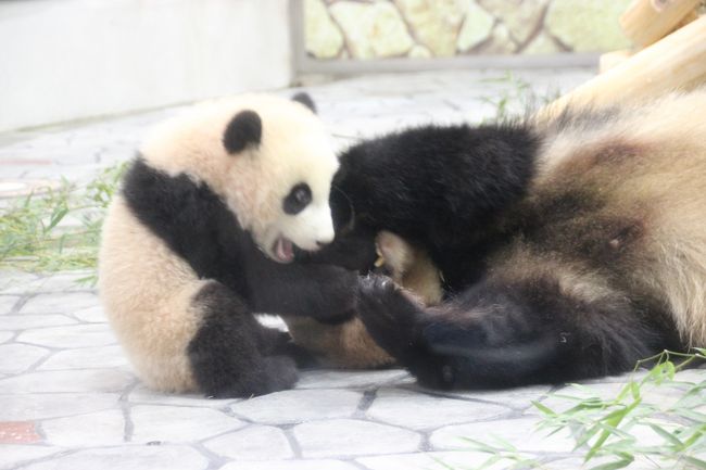 散々悩んで決めた赤ちゃんパンダのお名前!<br /><br />私名義で申し込んでいたのは残念ながら外れましたが、3名義中<br />1名が無事名付け親に☆☆☆<br /><br />名付け親になったので、赤ちゃんパンダに会いにアドベンチャーワールドに行った日のお話です。<br /><br />アドベンチャーワールドには現在 8匹のパンダがいます。<br /><br />パンダのバックヤードに入れるラブツアーも予約済<br /><br /><br />・ケニア号乗車<br /><br />11:30 ~ アニマルアクション<br /><br />12:10 ~ パンダラブツアー<br /><br />15:00 ~ ビックオーシャンでマリンライブ(イルカショー)<br /><br />16:00 ~ 結浜プレミアムツアー<br /><br />