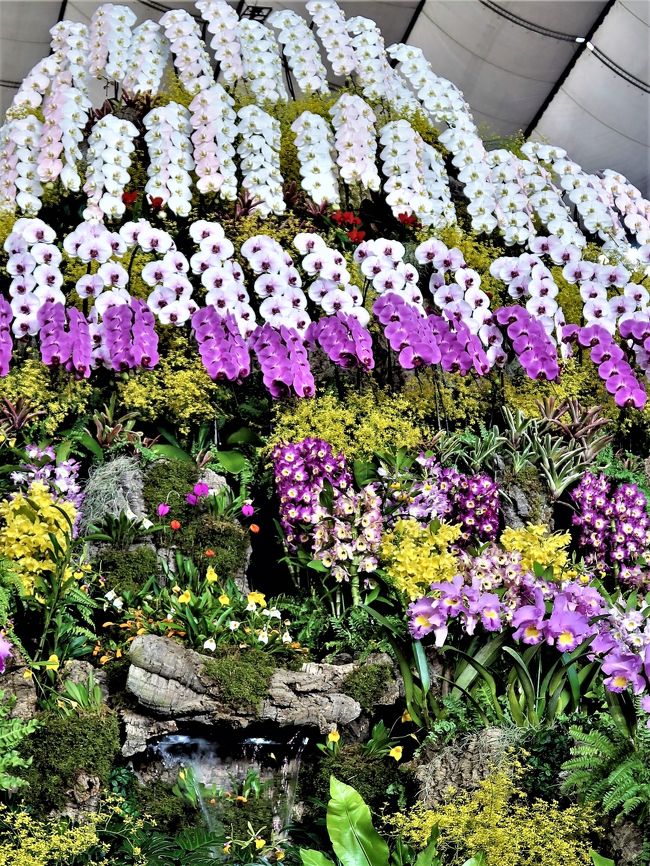 世界らん展日本大賞　Japan Grand Prix・蘭・International Orchid Festival（略称; JGP、以下「世界らん展」）は、日本における代表的な大規模国際蘭展。<br />第1回が1991年に開催されて以来、毎年1回、2月中旬から下旬（3月初旬までの場合もある）の7&#12316;9日間、東京都文京区の東京ドームで開催される。<br /> 展示には洋蘭、東洋蘭（シュンラン、カンラン等）、日本の蘭（エビネ、セッコク等）など、様々なラン科植物が世界約20ヶ国から約3000種10万株集まる。また会場内には約150店の販売ブースが設けられ、蘭の苗、切花、栽培用素材・器具、書籍、蘭をモチーフとした雑貨、工芸品、化粧品、菓子などが販売される。<br />全6部門に分けて作品を審査し、賞金総額は 1084万円である。<br />【部門3】ディスプレイ審査部門<br />愛好家クラス選出法：愛好家団体による作品の中から19作品がトロフィー賞を受賞。この19作品を対象に部門賞（最優秀賞1・優秀賞1・優良賞2・奨励賞15）が選出される。<br />オープンクラス選出法：愛好家に該当しない者による作品の中から46作品がトロフィー賞を受賞。この46作品を対象に部門賞24作品（最優秀賞1・優秀賞1・優良賞2・奨励賞20）が選出される。<br />賞金：部門総額595万円<br />【部門4】フラワーデザイン審査部門<br />蘭を主たる素材としてデザインされたフラワーデザイン作品を「ディスプレイデザイン」「インテリアアレンジメント」「ブーケ」に分類し、審査する部門。<br />【部門5】アート審査部門 <br />蘭を題材、素材にした美術工芸品を「絵画」「ボタニカルアート」「写真」「アートフラワー」「プリザーブドフラワー」「押し花・ドライフラワー」「各種工芸」に分類し、審査する部門（生花使用不可）。<br />【部門6】ミニチュアディスプレイ審査部門<br />蘭の鉢花と他の植物、オーナメント（装飾品）などの混合寄せ植えを審査する部門。<br />一般公開　2017年2月11日（土）&#12316;2月17日（金）　（7日間）<br />（フリー百科事典『ウィキペディア（Wikipedia）』より引用）<br /><br />世界らん展日本大賞　については・・<br />http://www.jgpweb.com/outline/<br />