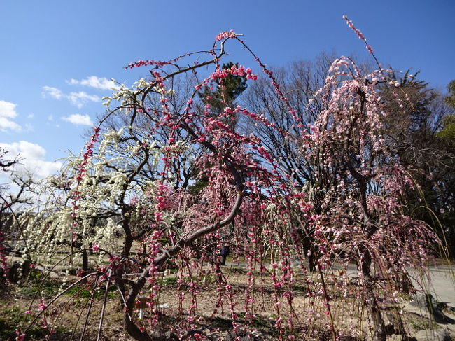 荒子公園は桜もきれいですが、梅の花もきれいです。<br />長く楽しめて春を満喫出来ます。<br /><br />ランチはツヅキへ行き大満足でした。<br />カフェオーレを頼むと、天井からカップへ注いでくれます。<br />上手に入るのでびっくりです。