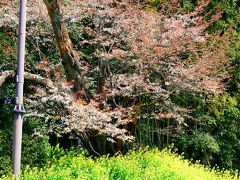 魚見桜2017