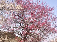 リゾートやまどりで行く水戸偕楽園梅まつり