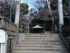 上野-1　五條天神社　梅と早咲き桜が咲きそろい　☆東博：春日大社展；の後に