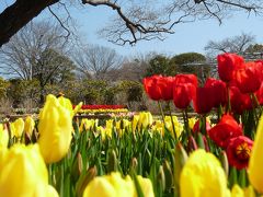 あしかがフラワーパークのチューリップ_2017_（栃木県・足利市）