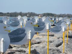 愛知の離島 佐久島でアート巡り