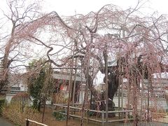 3月18日、地蔵院の枝垂桜開花状況