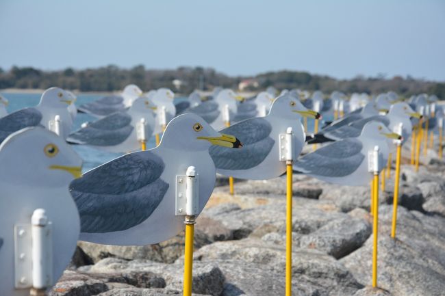 一昨年瀬戸内の直島と豊島に行ってから気になりだした佐久島。<br /><br />日帰りでチャリでぶらぶら。アートを楽しんできました。<br /><br /><br /><br />ちなみに、直島は<br />http://4travel.jp/travelogue/11059653<br />豊島は<br />http://4travel.jp/travelogue/11060007<br /><br /><br />目指せ日本全有人離島418島コンプ!これでまだ31島目。。