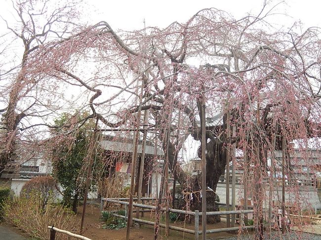 3月18日、午後4時過ぎに自宅から近い地蔵院の枝垂桜の開花状況を調べに行った。　二日前は数輪しか咲いていなかったが、本日はかなり見られた。一部咲に近い状況であった。<br /><br /><br /><br />*写真は地蔵院の枝垂桜の開花状況