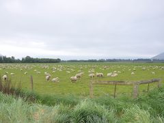 羊が一匹、羊が二匹・・・おっと危ない、運転中　《ニュージーランド・ミルフォードサウンド》